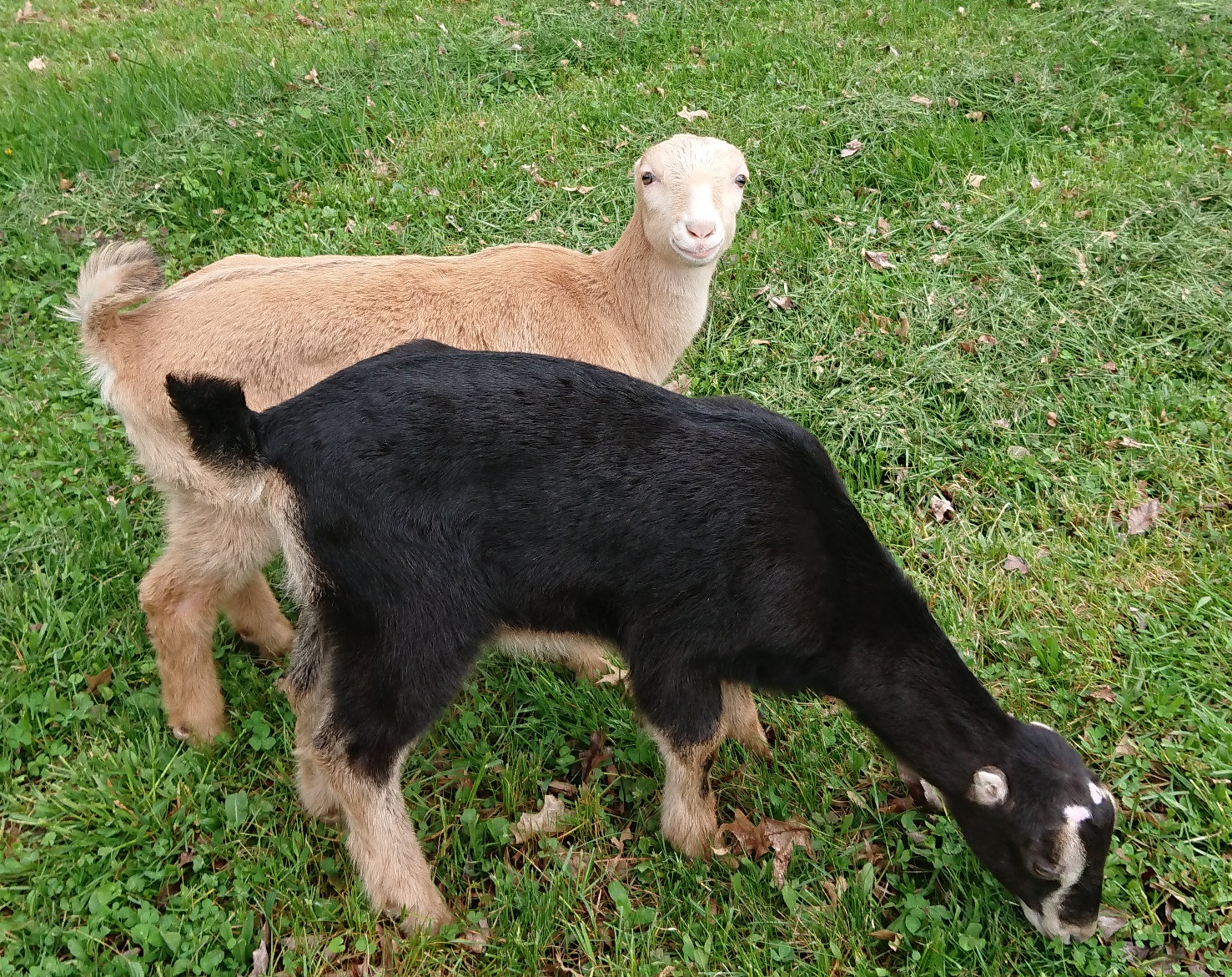 goats in field