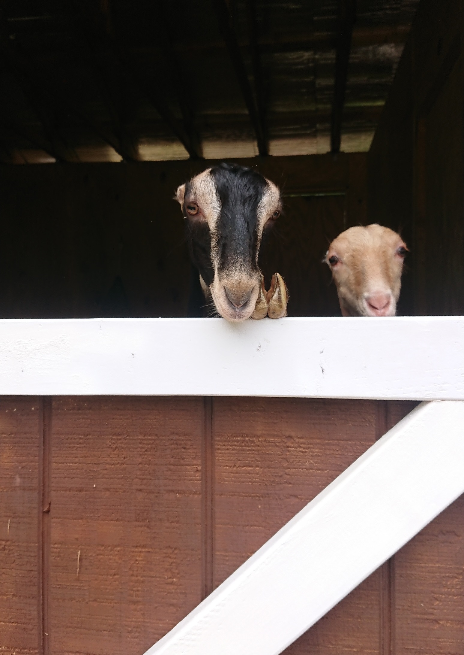 goats in field