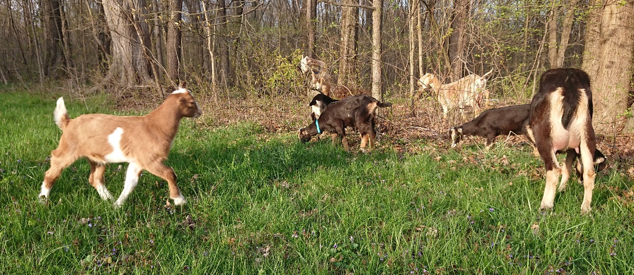 goats in field