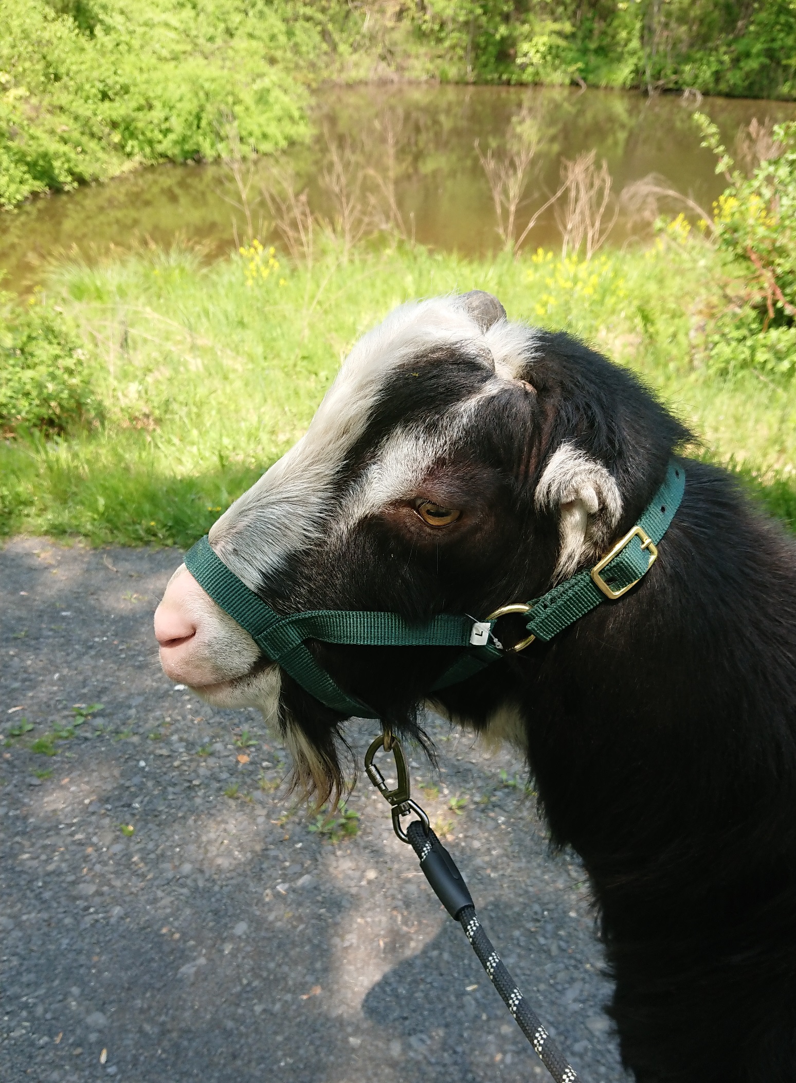 gopher ears